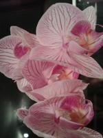 orchidee