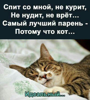 Агент на мягких лапах