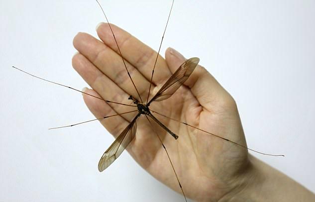 Комар-вегетарианец